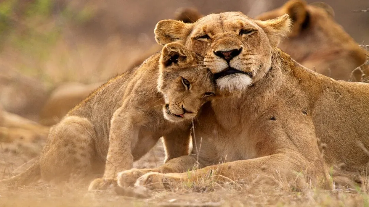 lionne câlin