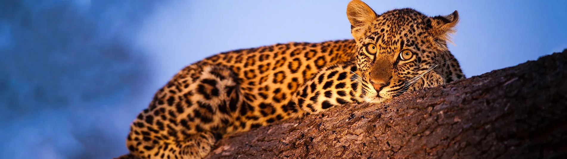 Afrique leopard