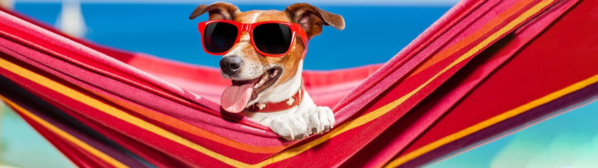 chien dans hamac