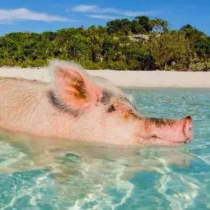 Bahamas cochon Iles des Exumas