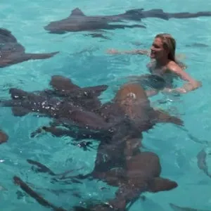 Bahamas requins iles des exumas