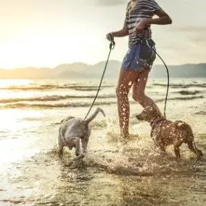 chien plage