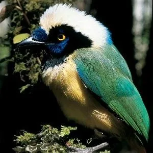 oiseau