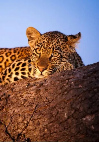 Les destinations Afrique Océan Indien