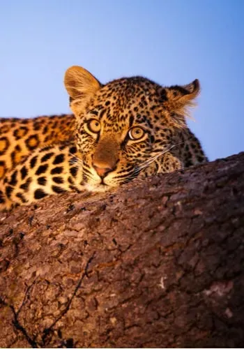 Afrique leopard