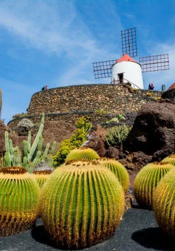 canaries lanzarote