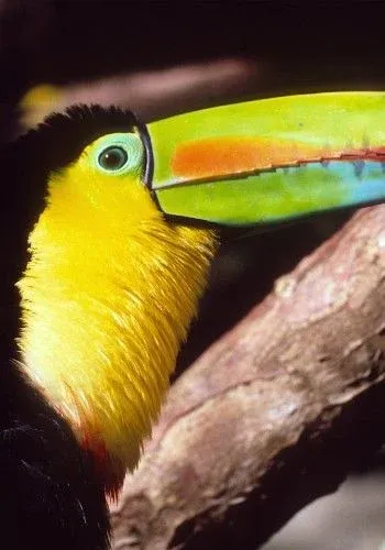 350x500_costa_rica_toucan