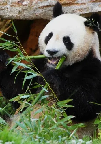 zoo beauval pandas 