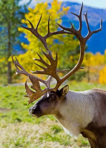 Caribou