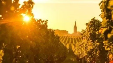 Vignes de Saint Emilion en Gironde