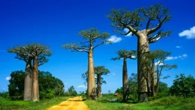 Madagascar allée baobabs