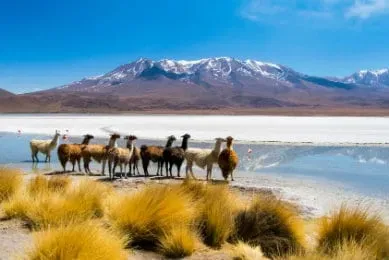 Bolivie