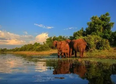 Afrique du sud Kruger National Park