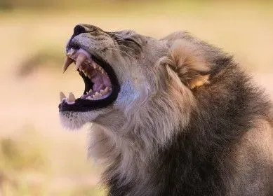 Afrique du sud Lion