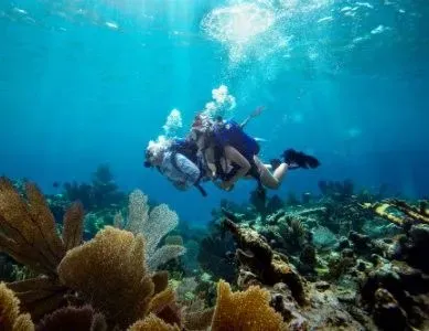 Bahamas plongee Abacos