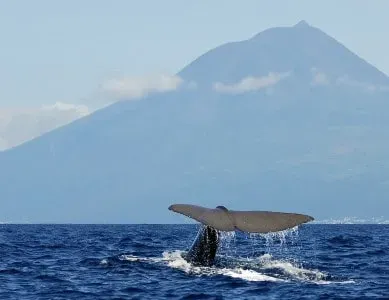 Açores baleines