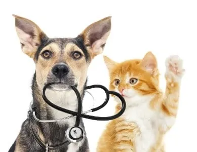 Santé des animaux domestiques