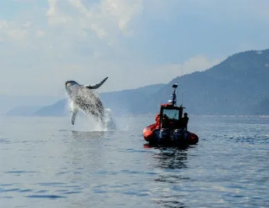 baleine