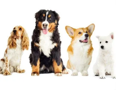 Differentes races de chiens