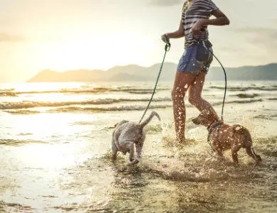 Chiens jouant sur la plage