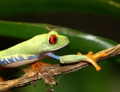 costa rica grenouille reinette yeux rouges