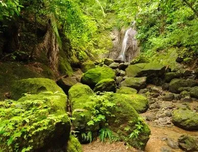 costa rica jungle