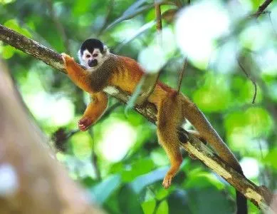 costa rica singe