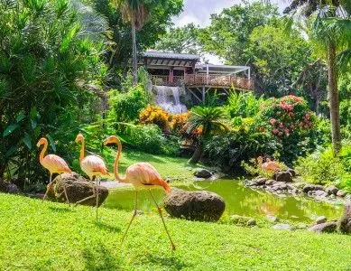 guadeloupe jardin botanique