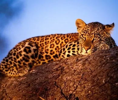 Leopard en Afrique du Sud