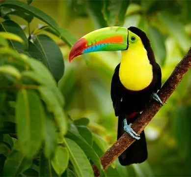 Toucan_Costa_Rica