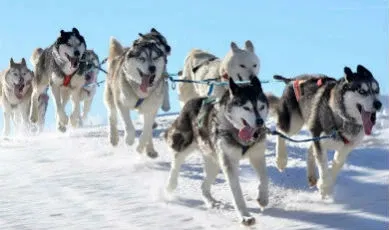 Chiens de traineau en Laponie