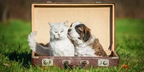 Chien et chat dans les bagages