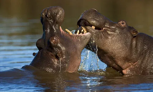 Afrique du Sud hippopotames