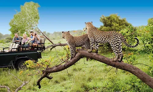 Afrique du sud léopards