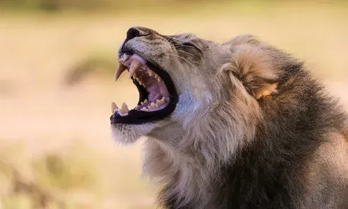 Afrique sud lion