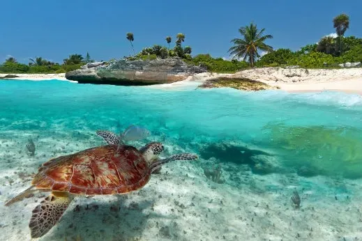 Mexique tortues