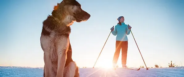 Vacances à la neige avec votre chien