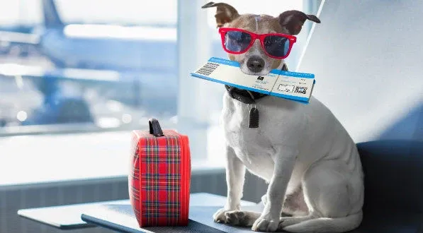 Chien a l aeroport