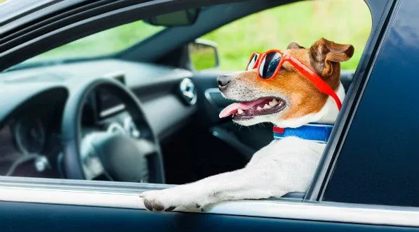 Chien en voiture