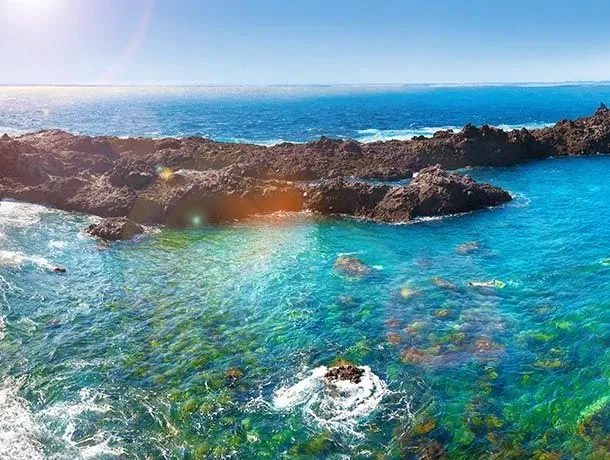 canaries