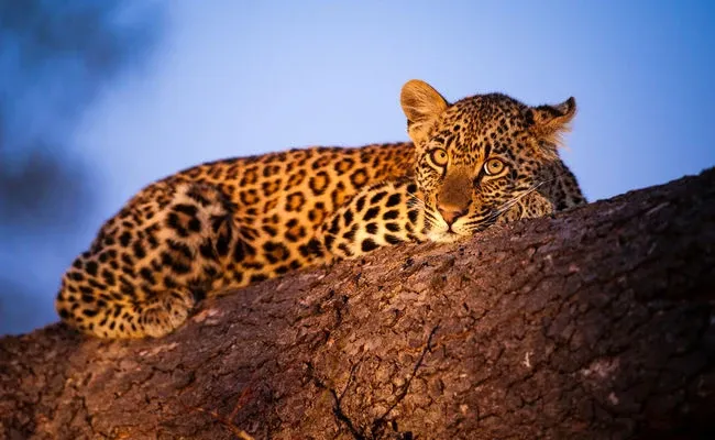 Afrique leopard