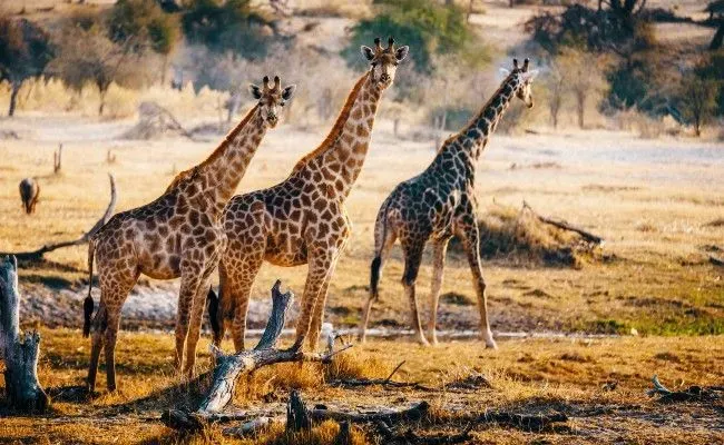 Botswana