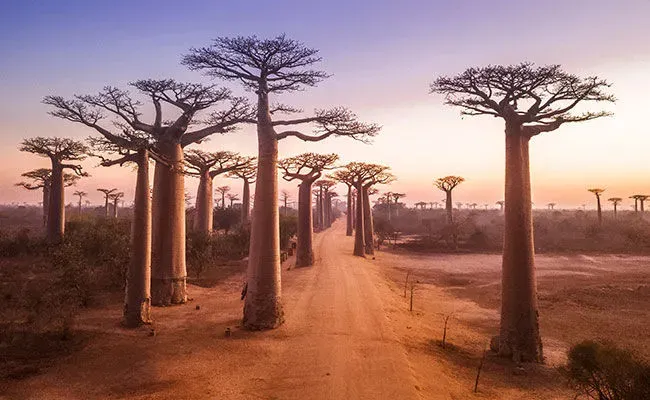 Baobab de Madagascar