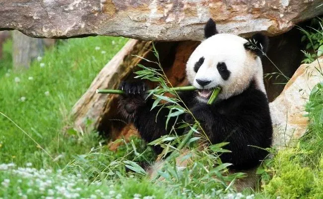 parc_zoo_beauval