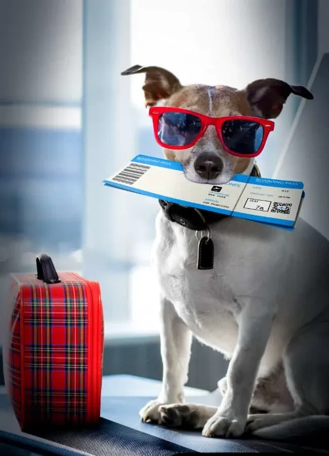 Partir en vacances avec son chien