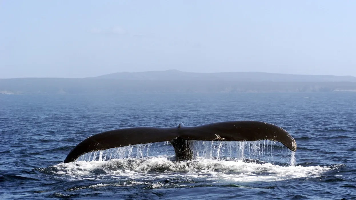 baleine