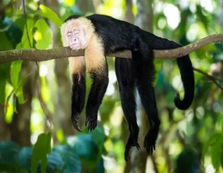 Costa Rica singe